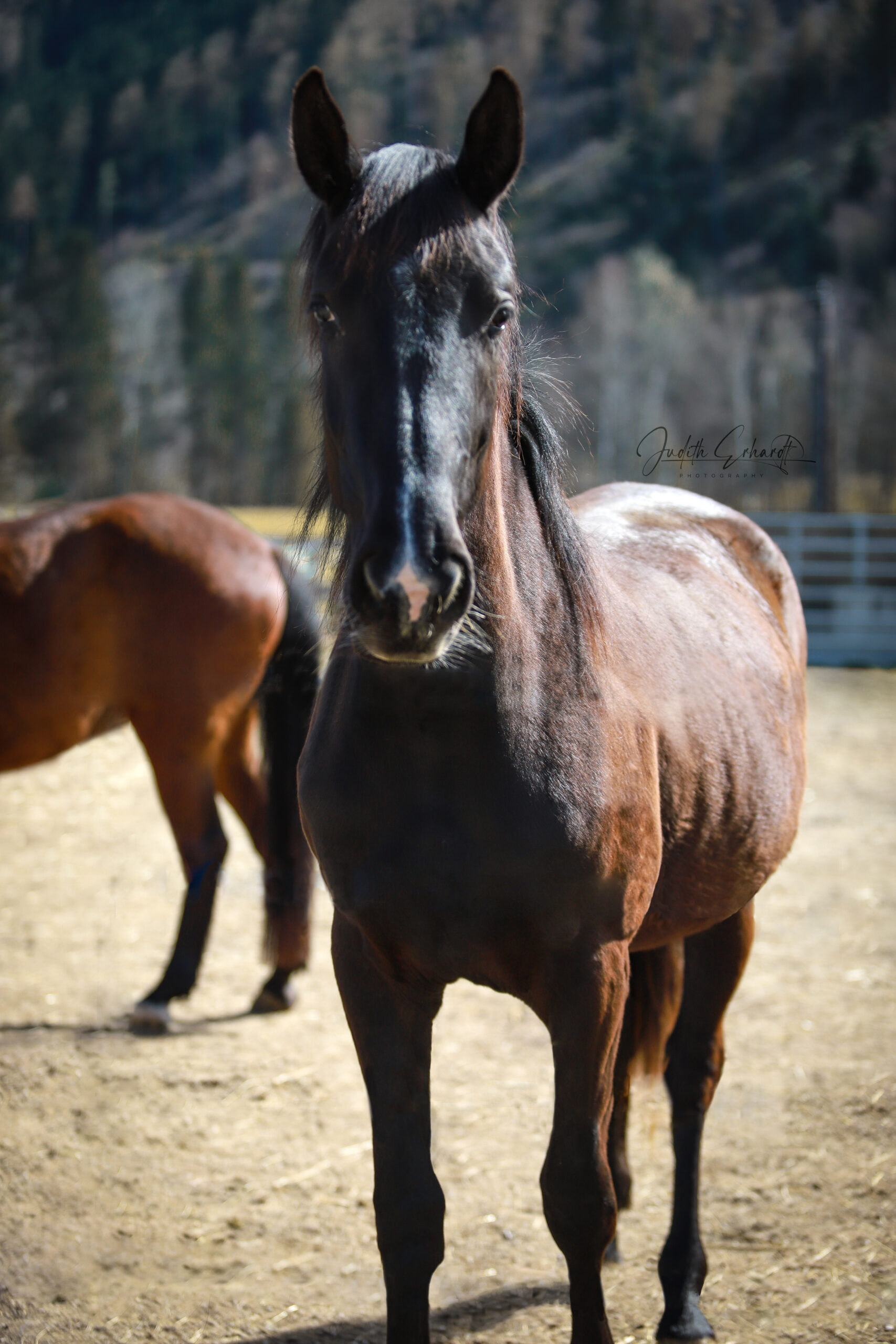 Marlhofs Friedas Secret (*2022)