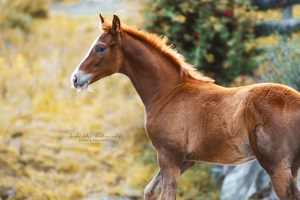 Marlhofs Othello (*2024)