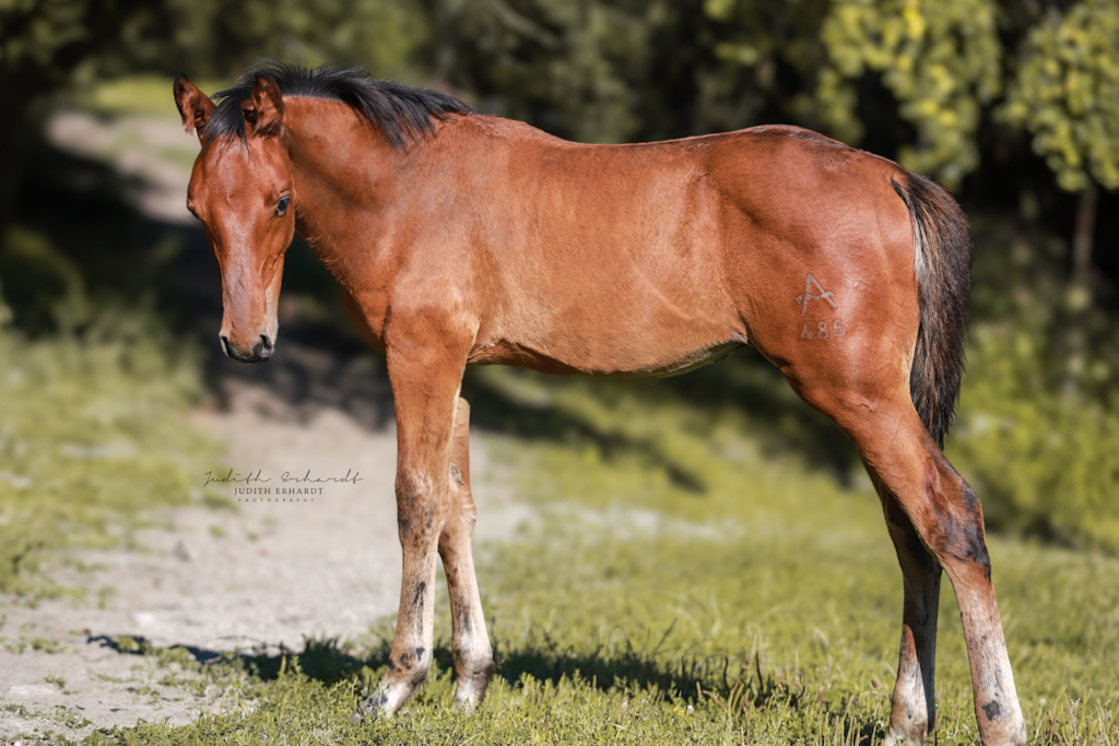 Marlhofs Marcello (*2024)